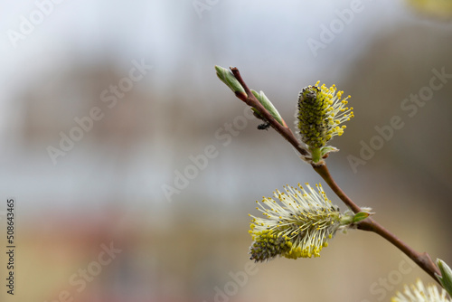 Willow Salix caprea branches with buds blossoming in early spring