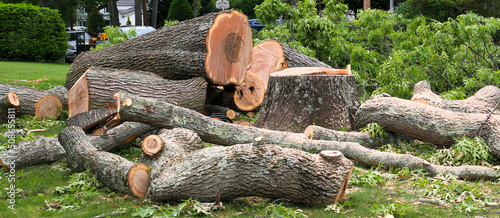 Tree stump and large portions of stump in a pile on a lawn