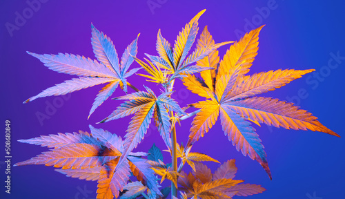 Cannabis leaves background banner. Colorful positive exotic marijuana hemp plant with big vibrant leaves on blue background. Beautiful modern bush of hemp with vibrant iridescent leaves.