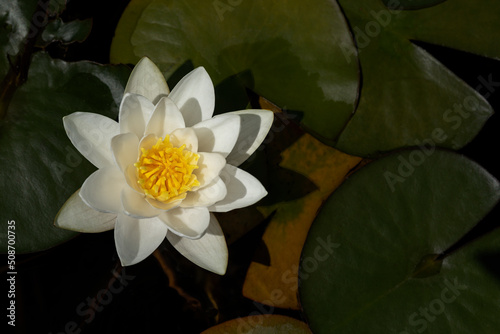 Einzelne Seerose (Nymphaea) im Teich