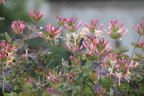 Flowers of goat-leaf honeysuckle (Lonicera caprifolium) plant close-up in garden