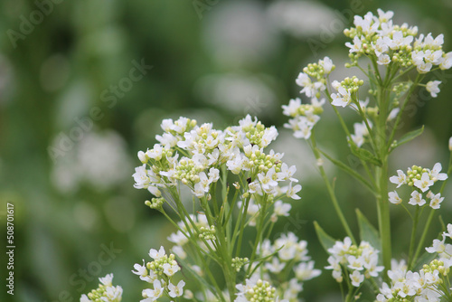 White flowers of Horseradish (Armoracia rusticana, syn. Cochlearia armoracia) plant close-up in garden