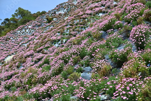 The Beautiful Flowers and Grass Beds of Cameron Highlands Malaysia