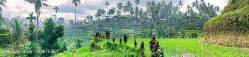 Wide panorama view green rice growing on terraces in tropical valley, Bali
