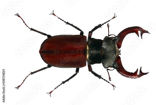 European stag beetle, Lucanus cervus (Coleoptera: Lucanidae) isolated on a white background