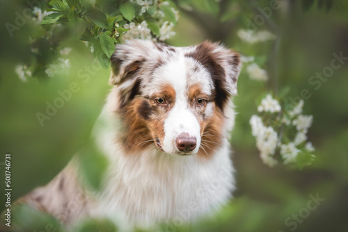 Outdoors close up portrait of red merle australian shepherd dog on the green summer background with leaves and blooming white flowers