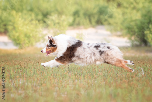 Action motion photo of happy brown white red merle australian shepherd dog running in the grass on the background green trees in summer