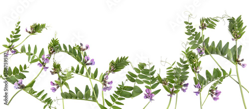 Frame of Vicia sativa meadow flowers isolated on white background. Floral composition of vetches weeds.
