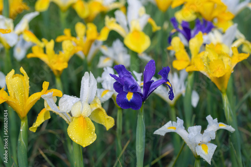 Group of Dutch iris flower cultivars (Iris x hollandica).