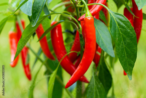 Chili peppers (also chile, chile pepper, chilli pepper, or chilli, Latin: Capsicum annuum) in the green garden. Red color peppers. Close up photo.