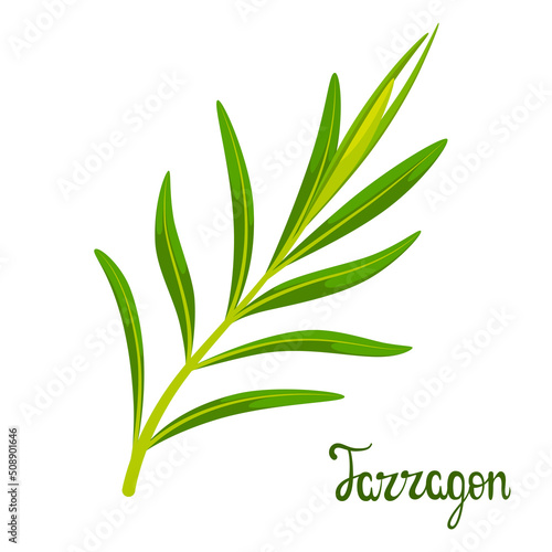 A sprig of tarragon on a white background. Herbs. 