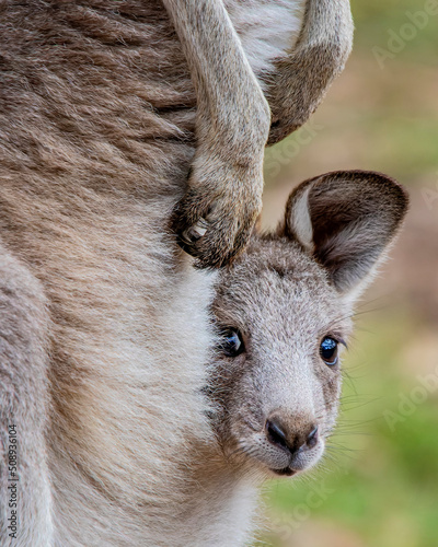 Eastern Grey Kangaroo joey portrait