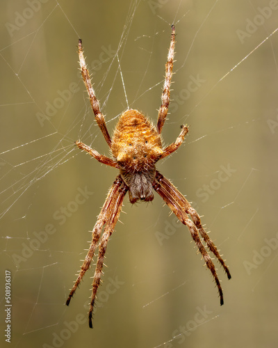 Orb Weaver spider on web