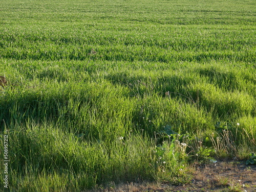 close-up grain field, green stalks, agricultural crops, agriculture, spring