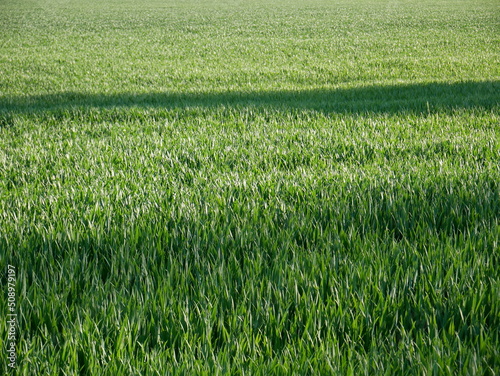 close-up grain field, green stalks, agricultural crops, agriculture, spring