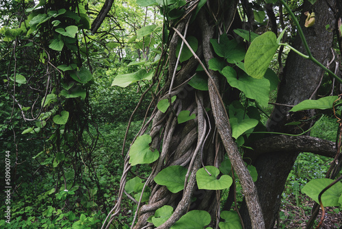 Tropical jungle lianas, exotic forest plants, exotic forest plants. Woody climbing vine of exotic asian Pipevine, pelican flower. Latin name of liana - Aristolochia manshuriensis.