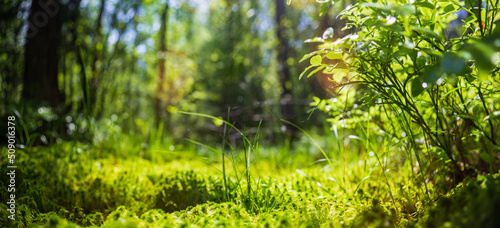 Panoramic banner background with closeup of forest green plants, moss and grass. Beautiful natural landscape with a blurred background and copyspace