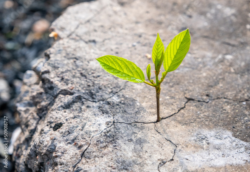 New development and renewal as a business concept for the development of leadership success, like a strong seedling breaking through concrete, a seedling breaking through asphalt