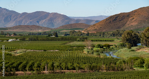 Robertson, Breede River valley, Western Cape, South Africa. 2022. Fruit and vines growing in the Breede River Valley near Robertson, Western cape, South Africa.