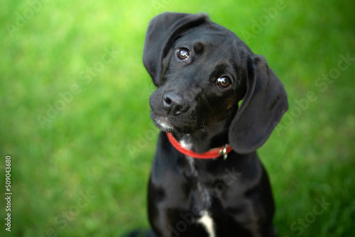 black labrador retriever