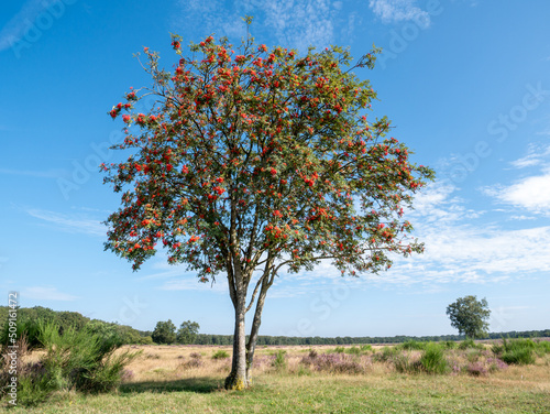 Rowan tree, Sorbus aucuparia, with berries in Westerheide nature reserve, Gooi, Netherlands