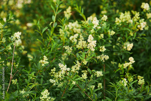 Ligustrum vulgare wild european privet white flowering plant, group of scented flowers in bloom on shrub branches