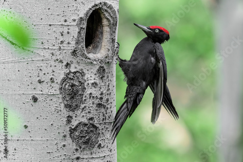The returns, Black woodpecker male lands on nest (Dryocopus martius)