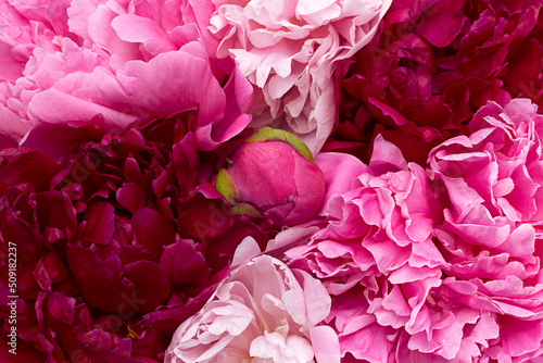 Pink peony flower background