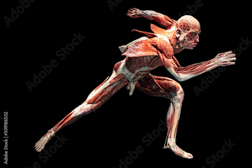 Model of a Human for studying the anatomy of muscles.