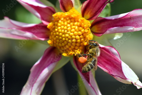 Biene auf einer Dahlienblüte