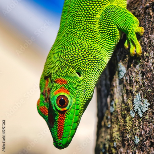 gecko