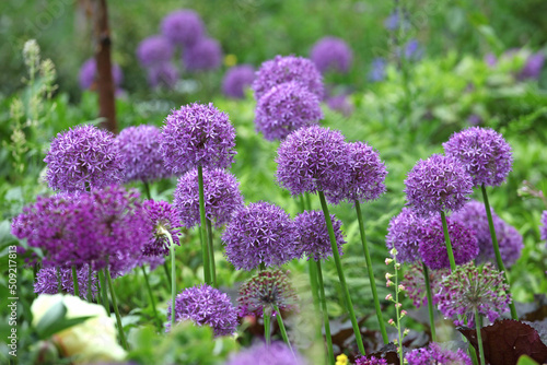 Purple allium 'Globemaster' in flower