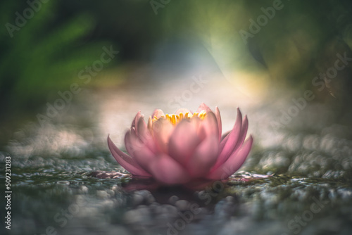 Pink lotus flower or water lily in water vintage lens rendering