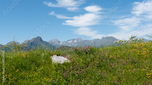 Ladera de hierba y flores con cordillera montañosa al fondo