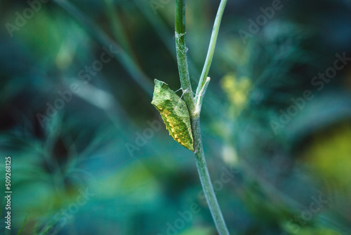 Papilio zelicaon pupa on dill plant stem in the garden