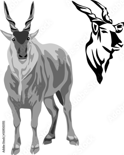 Eland bull - vector illustration