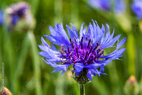 Cornflower, Centaurea cyanus, Asteraceae. Cornflower Herb or bachelor button flower in garden