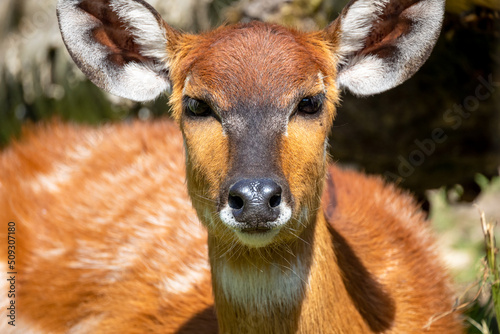  portrait d'un sitatunga dans un zoo 