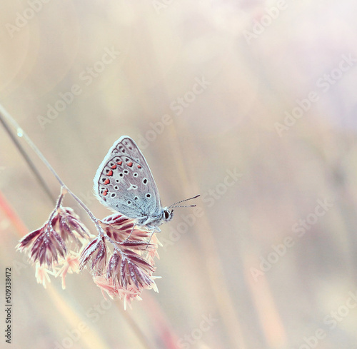 Motyl Modraszek Ikar