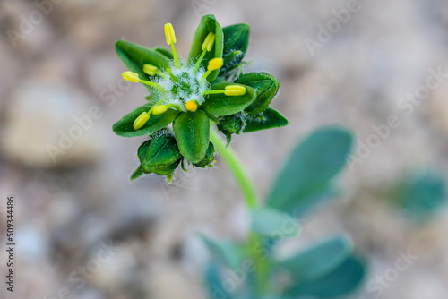 Endemism Rudilla verde baza - Haplophyllum bastetanum