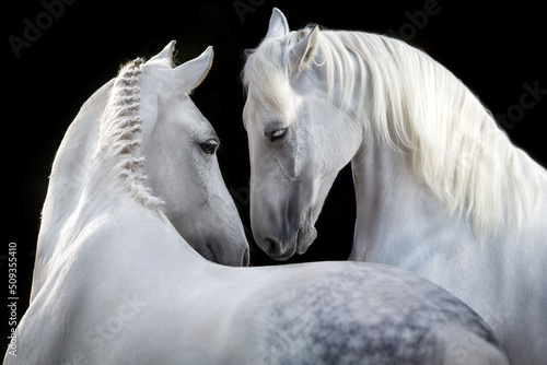 Couple of white horse portrait