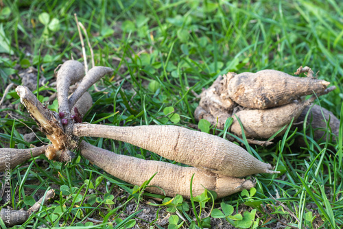 Dahlia tubers on the ground, sprouting. Hybrid bulbs before planting. Eye of a dahlia tuber with a shoot - ready for spring planting. A plant of the Asteraceae family with tuberous roots.