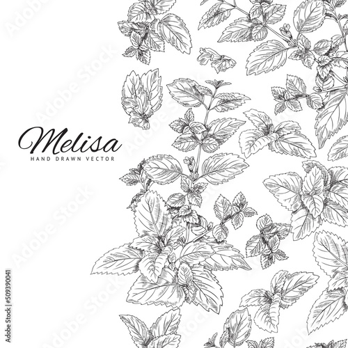Branch, leaf of melissa, background for text, botanical vector illustration drawn by hand.