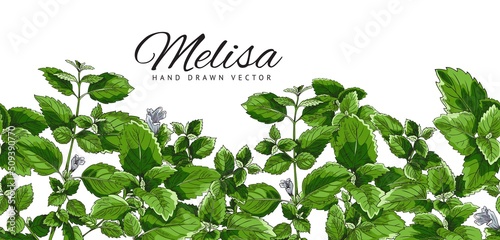 Poster, template with a green branch, melissa leaf, botanical vector illustration, hand-drawn.