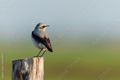 The northern wheatear or wheatear (Oenanthe oenanthe) sitting on a pole in the meadow in the Netherlands 