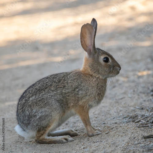 dessert cottontail rabbit