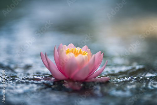 pink water lily or lotus flower with yellow heart on water