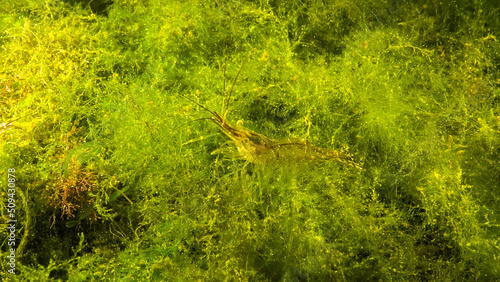 Shrimps on the seabed (Palaemon adspersus) commonly called Baltic prawn, Black sea