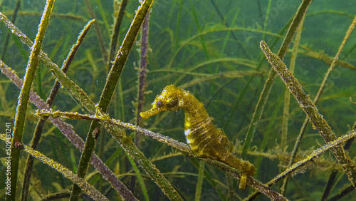 Short-snouted seahorse (Hippocampus hippocampus) in the thickets of sea grass Zostera. Black Sea. Odessa bay.