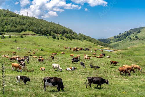 Cows on pasture in mountain meadow.